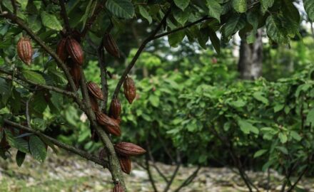 Cocoa.