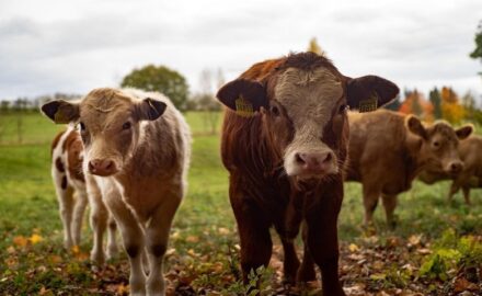Livestock