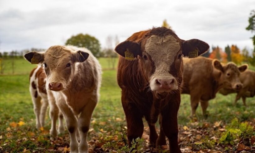 Livestock