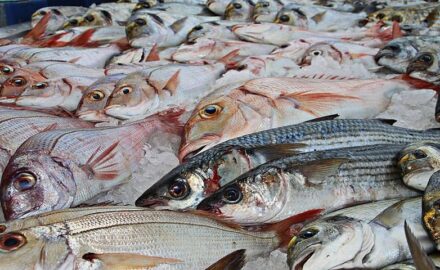 Fish at market.