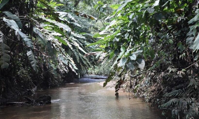 Rainforest.