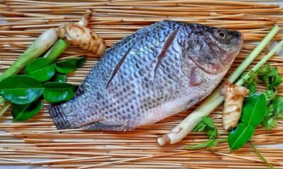Tilapia.