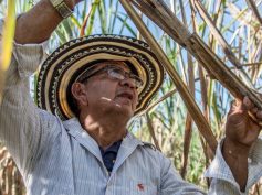 A farmer in Sucre, one of the departments covered by the insurance.