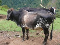 Cattle