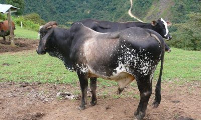 Cattle