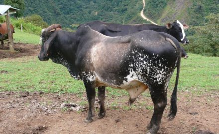 Cattle