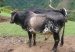 Cattle