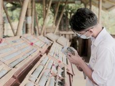 Geologist logging drill core samples at Outcrop Silver's Santa Ana project