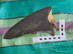 A shark fin that was seized by Colombian authorities.