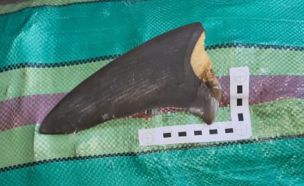 A shark fin that was seized by Colombian authorities.