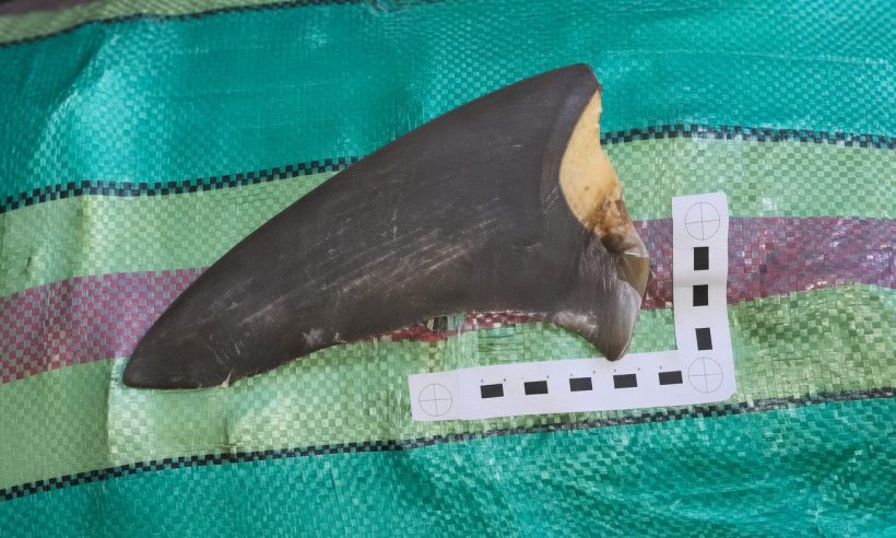 A shark fin that was seized by Colombian authorities.