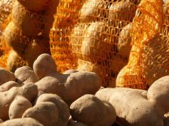 Potatoes piled in front of orange mesh sacks of potatoes
