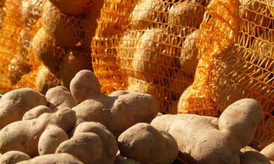 Potatoes piled in front of orange mesh sacks of potatoes