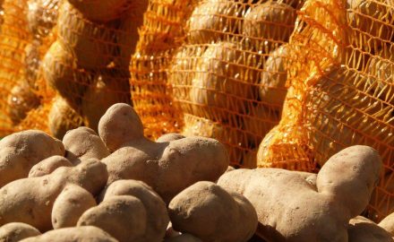 Potatoes piled in front of orange mesh sacks of potatoes