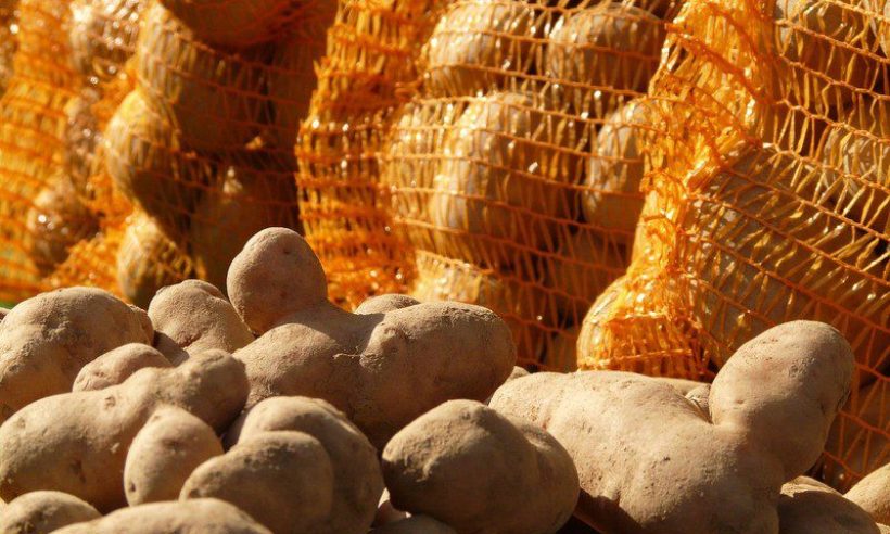 Potatoes piled in front of orange mesh sacks of potatoes