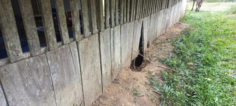 Gap opening between worn wooden boards at the base of the school's outer wall